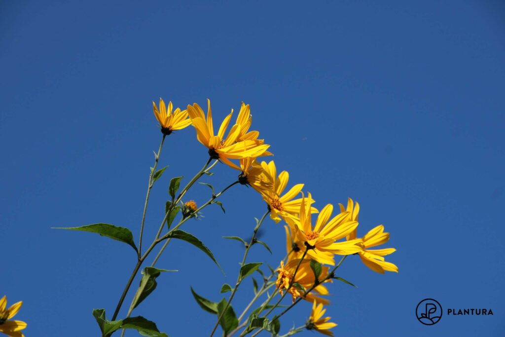 Sonnenblumen-Art Topinambur