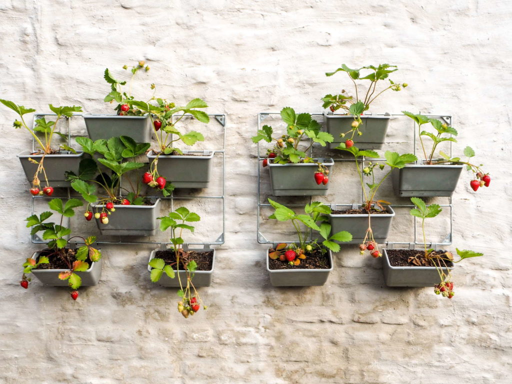 Vertikaler Garten mit Erdbeeren an einer weißen Hauswand