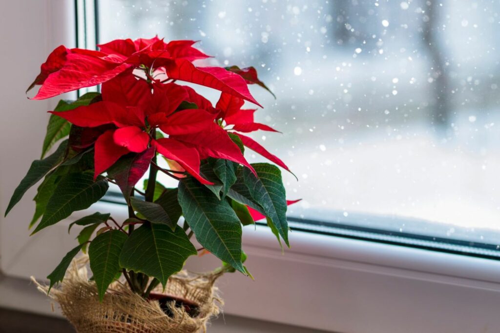 Weihnachtsstern blühend