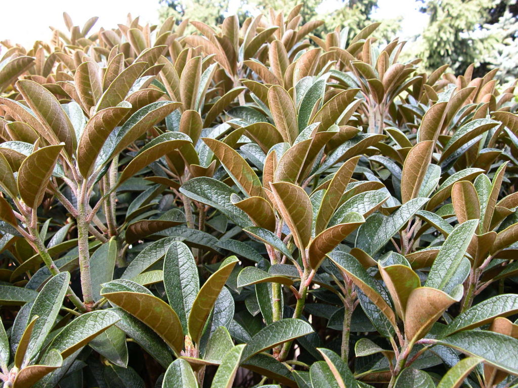 Rhododendron wiltonii im Garten