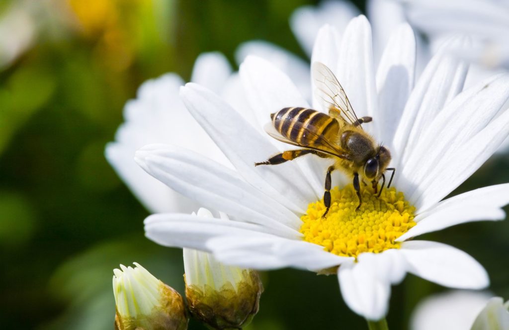 Biene sitzt auf Margerite