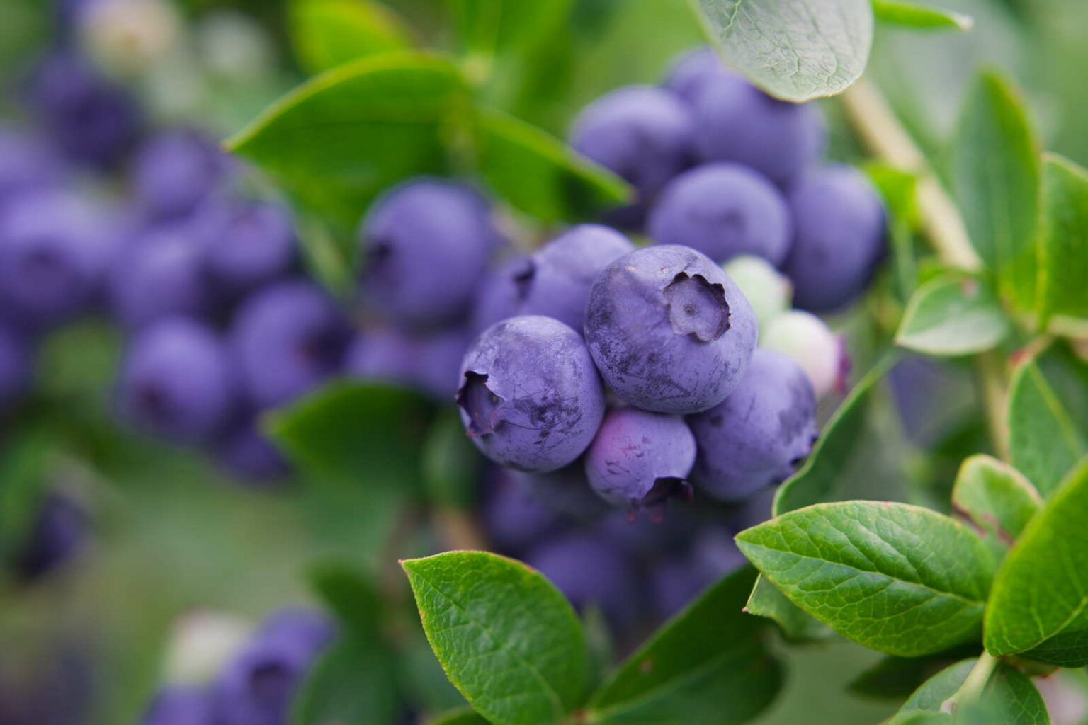 Heidelbeersorten: Die 35 besten für den Garten - Plantura