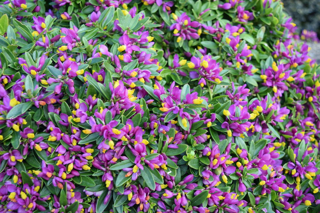 Buchs-Kreuzblume im Garten