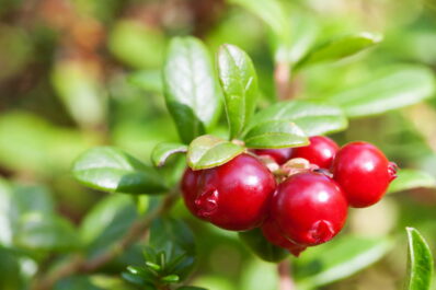 Cranberry pflanzen: Alles von der Pflanzung bis zur Ernte