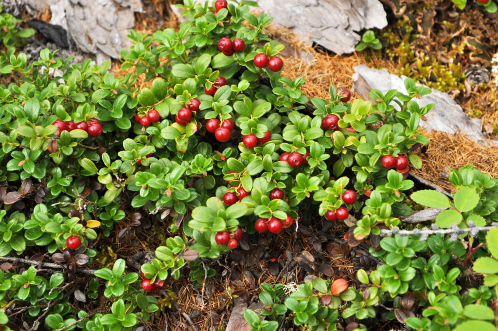 Cranberry als Bodendecker pflanze