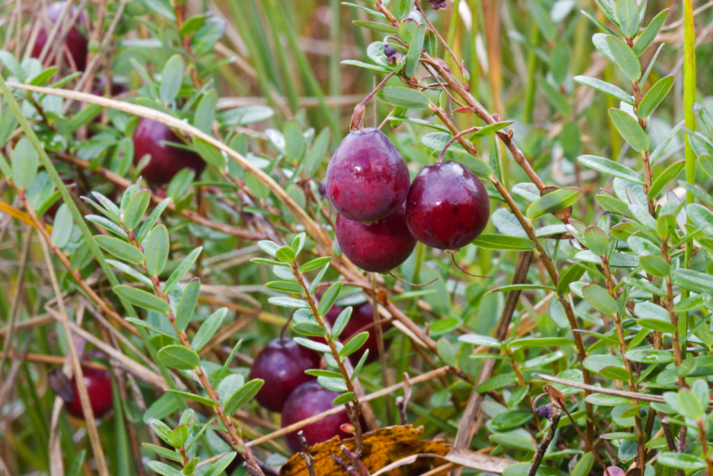 Cranberry am Strauch nah