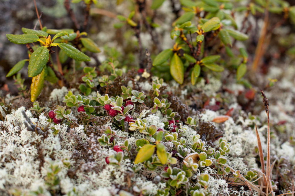 Cranberrypflanze gefroren Winter