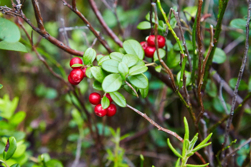 Crannberries am Strauch nah