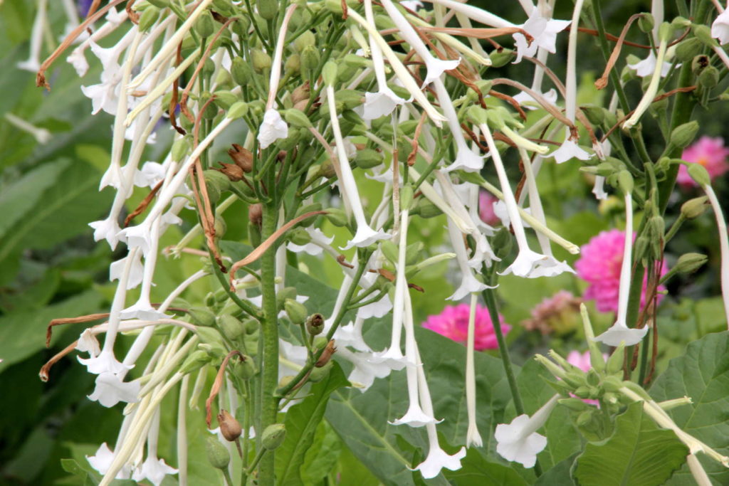 Duft-Wald-Berg-Tabak mit weißen Blüten