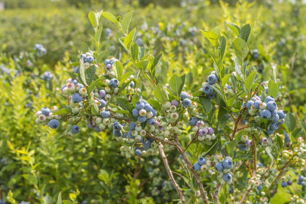 Blaubeerstrauch mit Blaubeeren