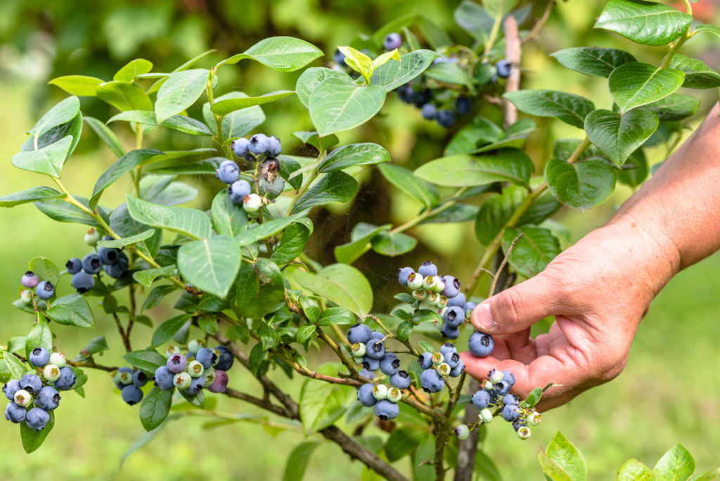 Blaubeeren werden vom Strauch gepflückt