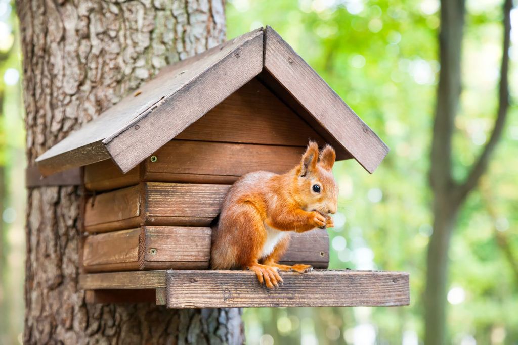 Eichhörnchen vor Futterhaus im Wald