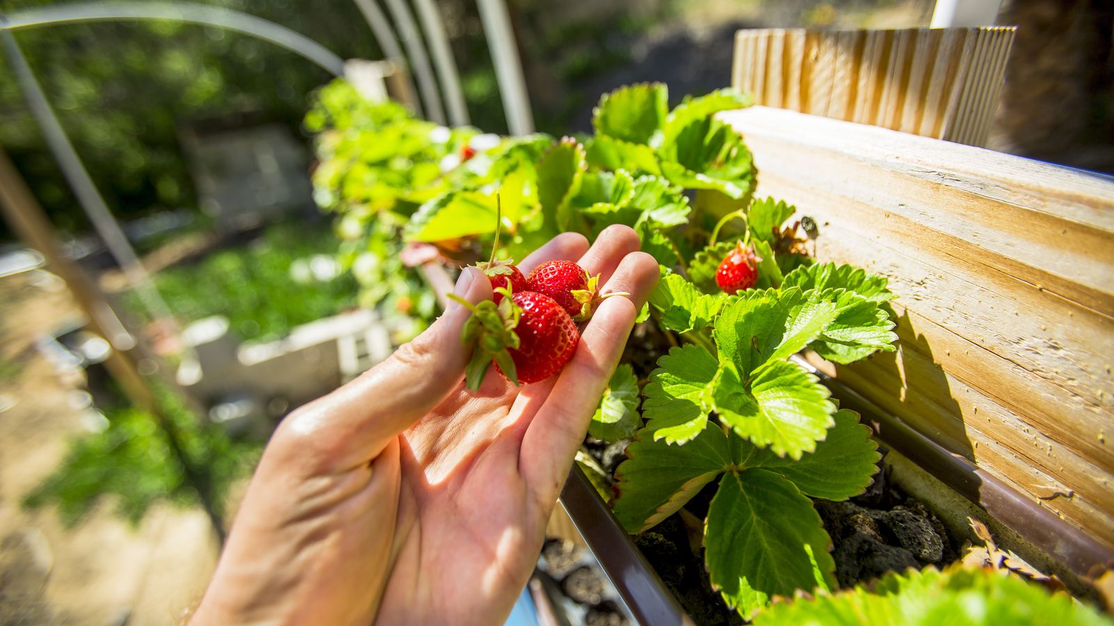 Erdbeeren pflanzen: Standort &amp; idealer Zeitpunkt - Plantura