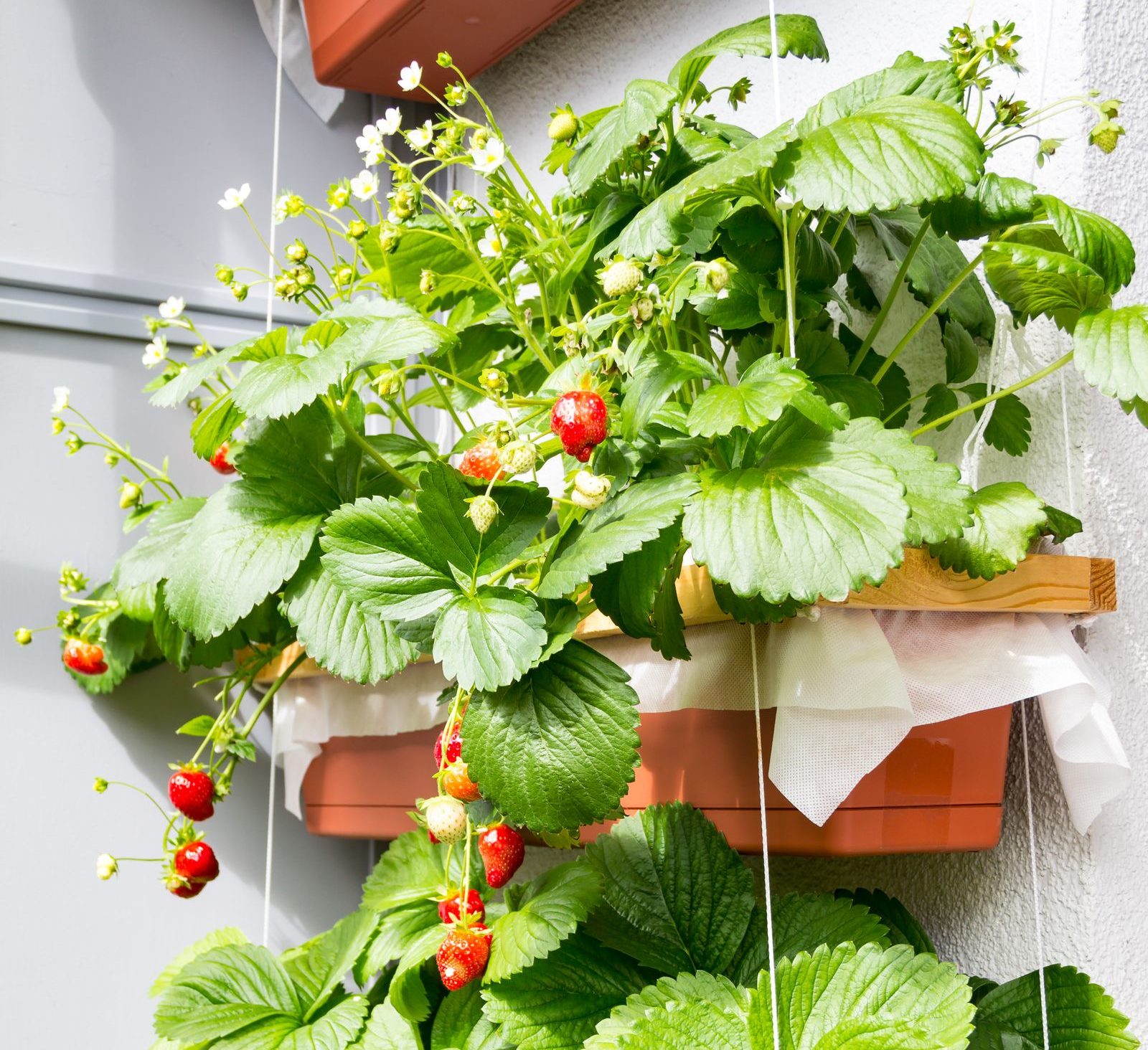 Erdbeeren auf dem Balkon: Tipps zum Pflanzen im Topf