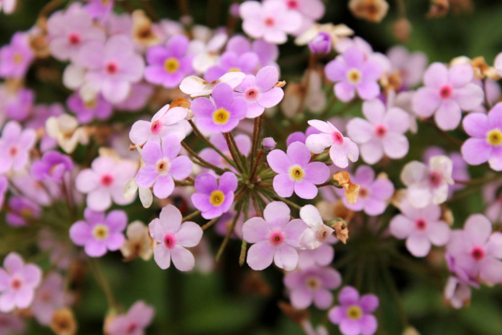 Gemeines Seifenkraut Bodendecker mit rosa Blüten im Garten