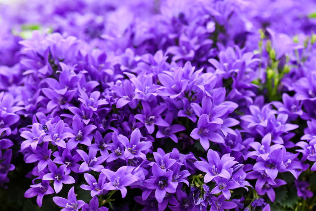 Glockenblumen mit lila Blüten