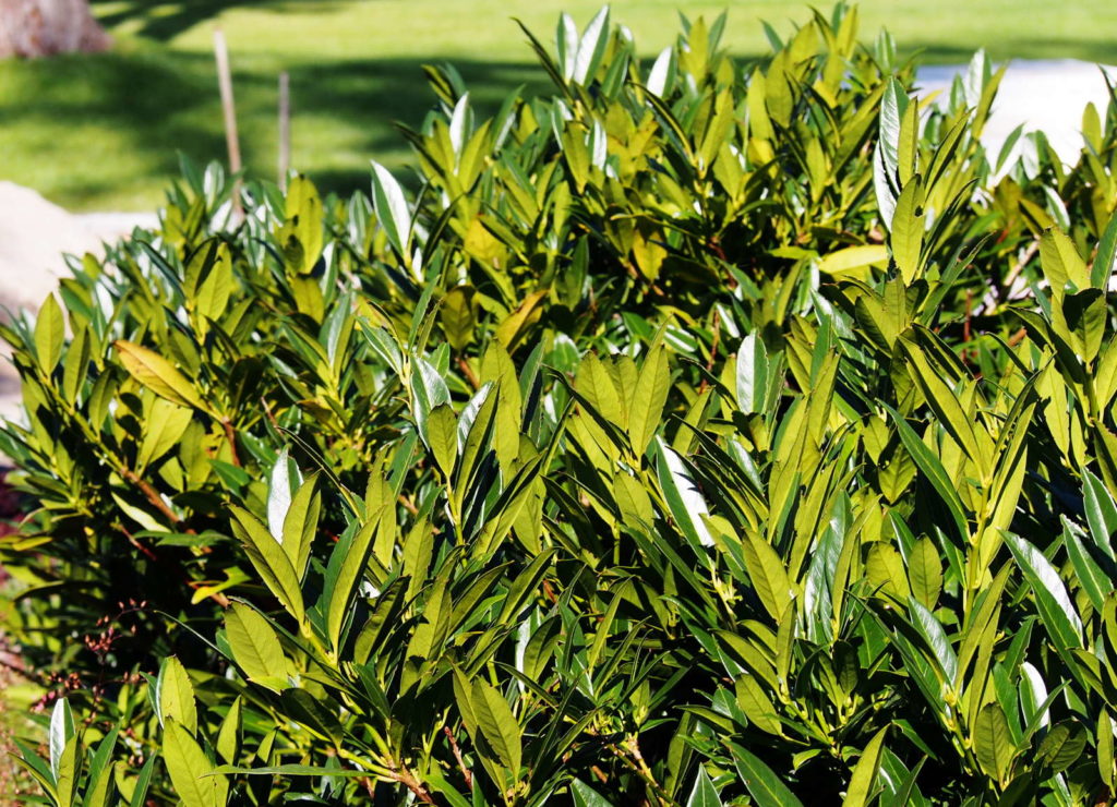 Hecke Kirschlorbeer Otto Luyken im Garten