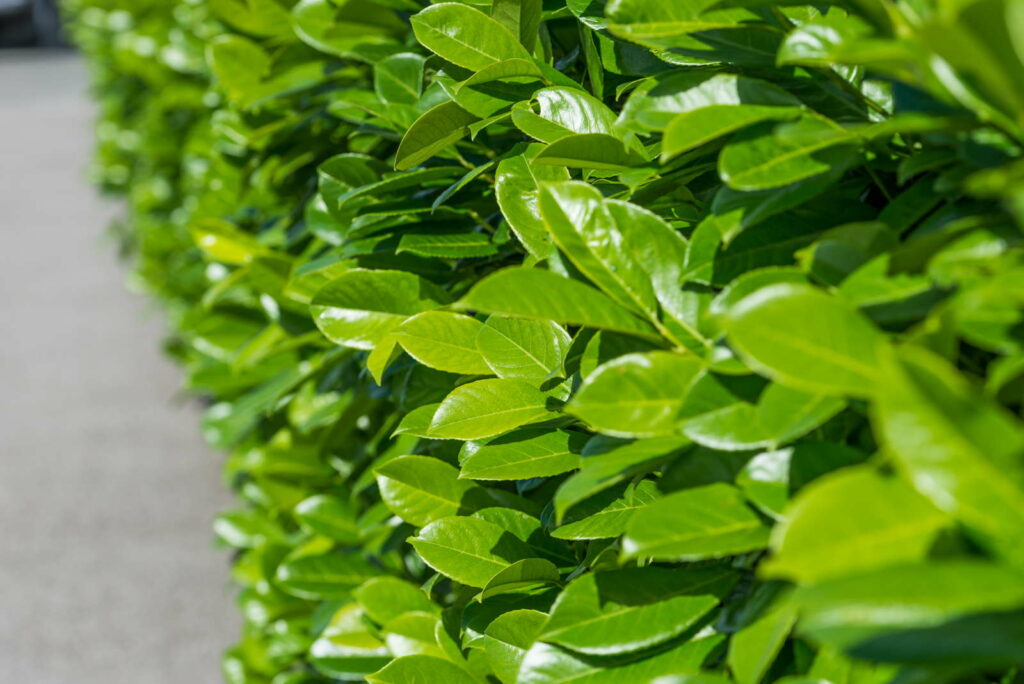 37+ Kirschlorbeer Hecke Pflanzen, Die insektenfreundlichste