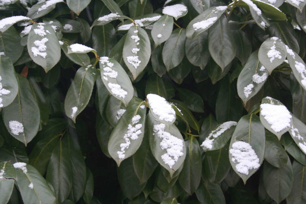 Herbergii Kirschlorbeer mit Schnee im Garten