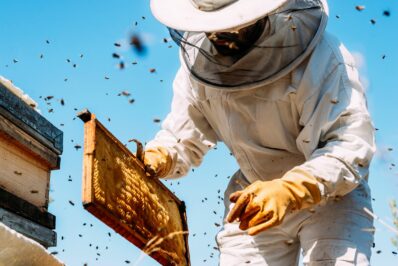 Wege zum Hobbyimker: Anleitung & Tipps vom Profi