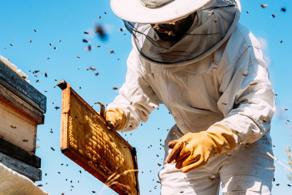 Ein Imker hält Bienenwaben in der Hand. Um ihn herum fliegen Bienen