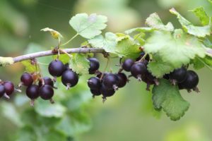 Jostabeeren