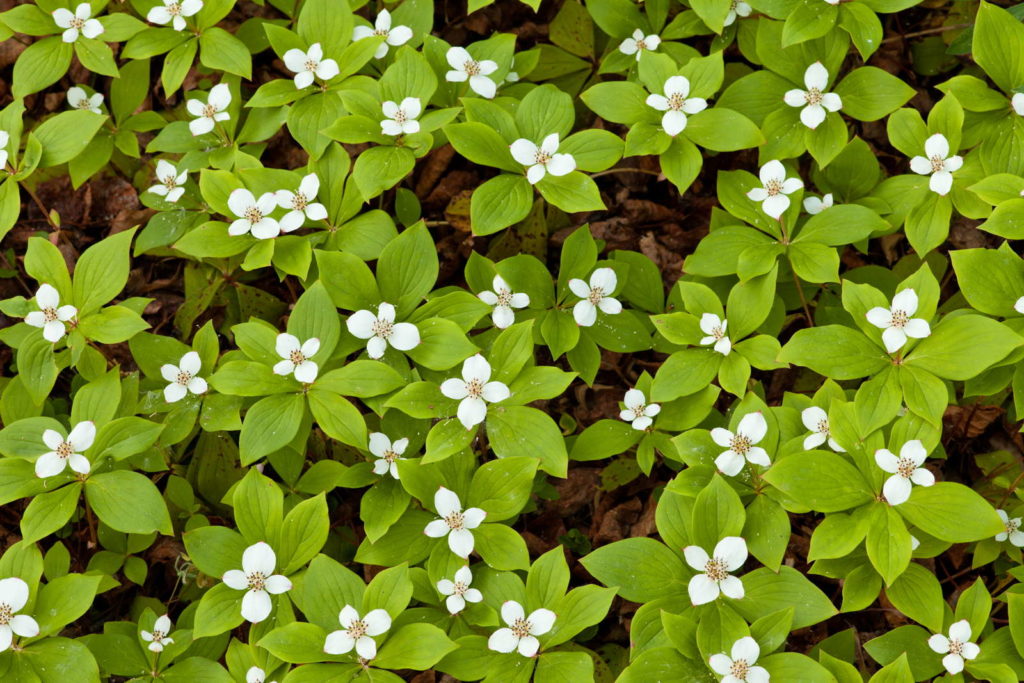Kanadischer Hartriegel mit kleinen weißen Blüten