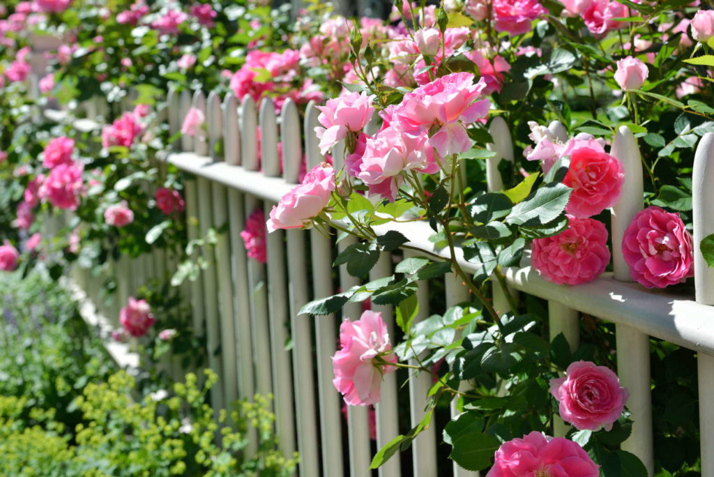 Rosa Kletter-Rosen an einem weißen Zaun