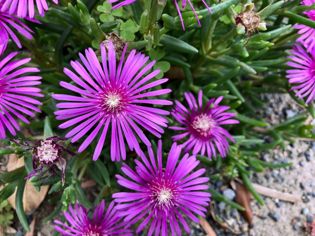 Lila Lampranthus im Garten