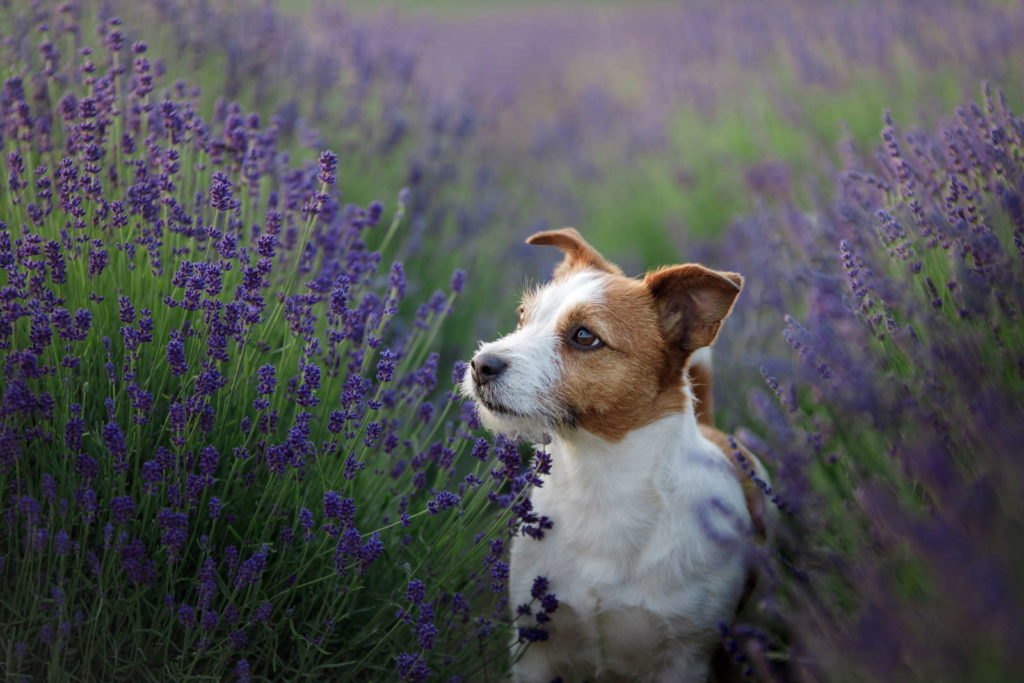 Lavendel mit Hund