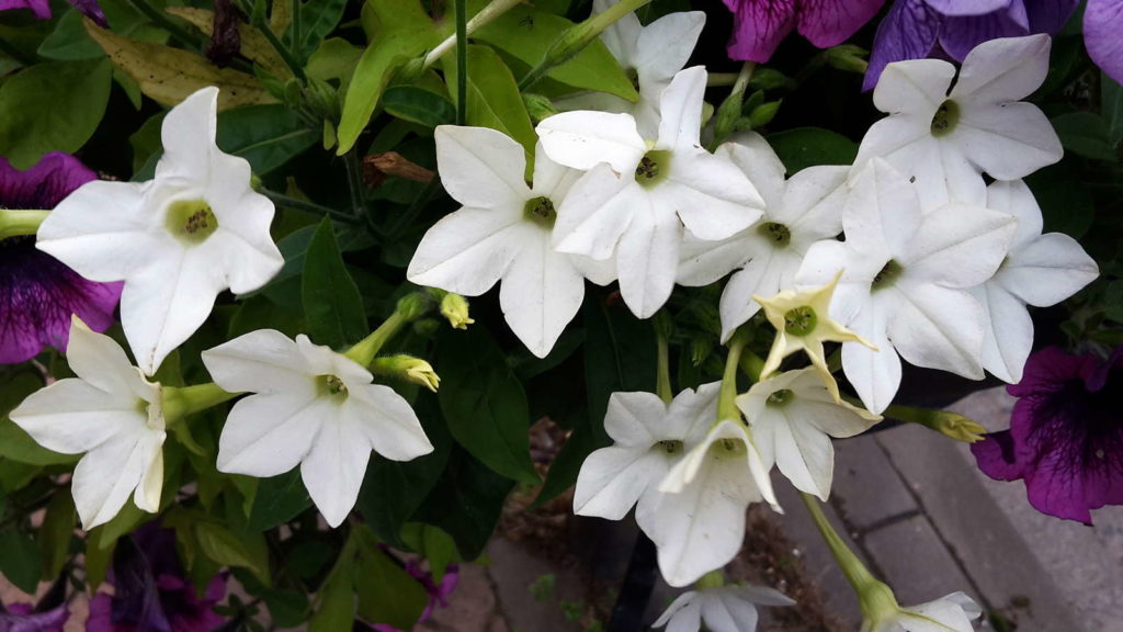 Ziertabak mit weißen Blüten