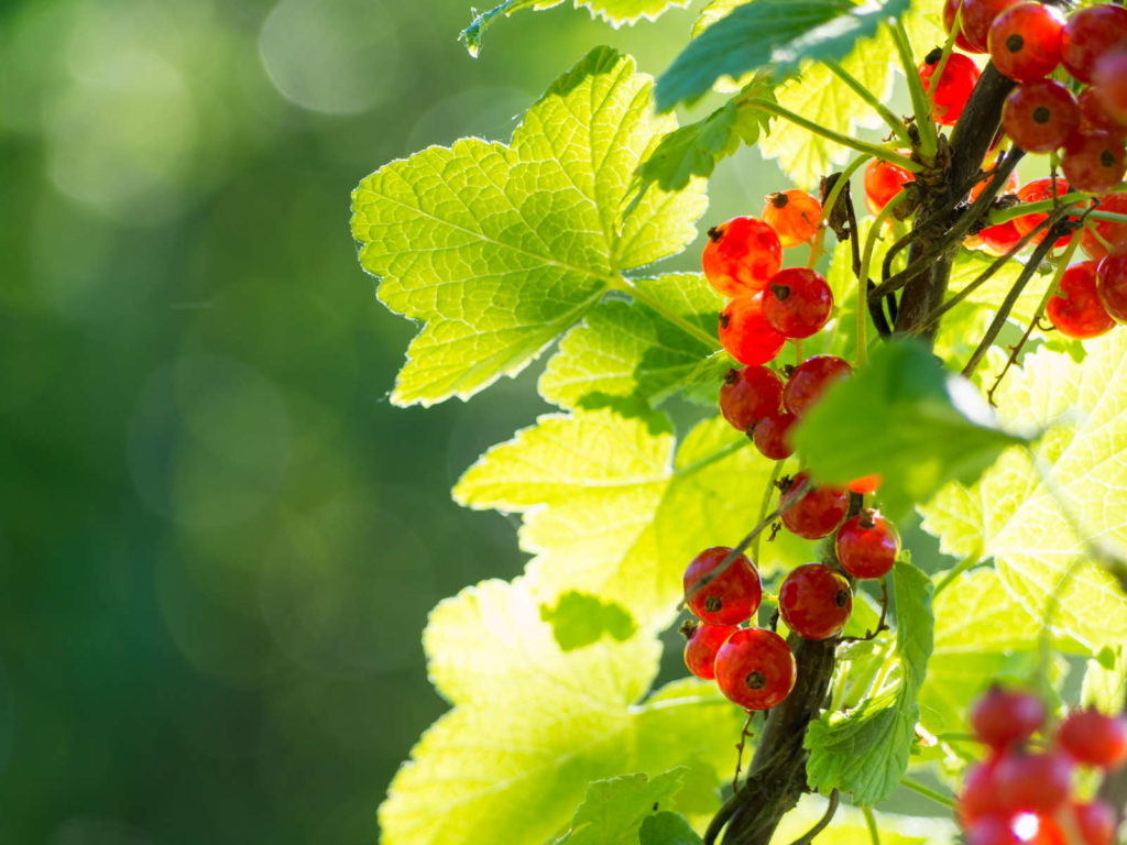 Red currants in the sun