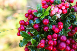Preiselbeeren