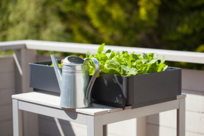 Selbstversorger-Balkon: Welche Pflanze für welchen Balkon?