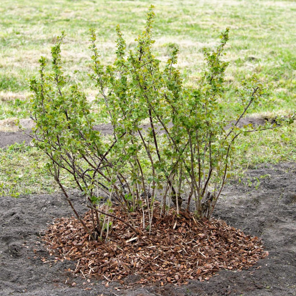 Stachelbeere mit Mulchschicht