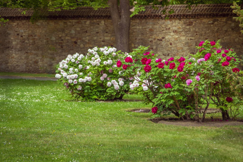 Strauchpfingstrosen pink und weiß
