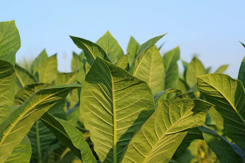 Tabakpflanze vor blauem Himmel