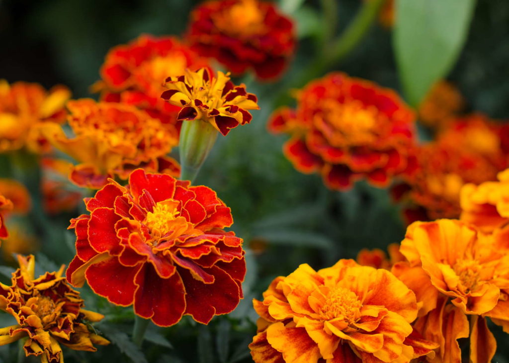 Tagetes mit Blüten in Orange und Rot