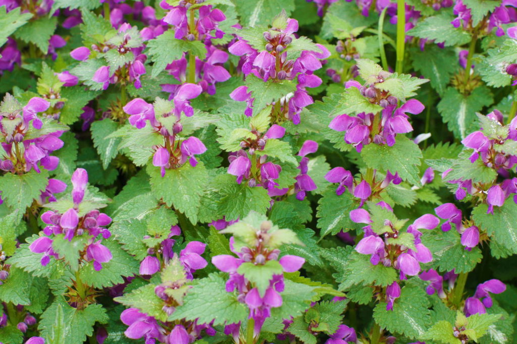 Taubnessel mit lila Blüten im Garten