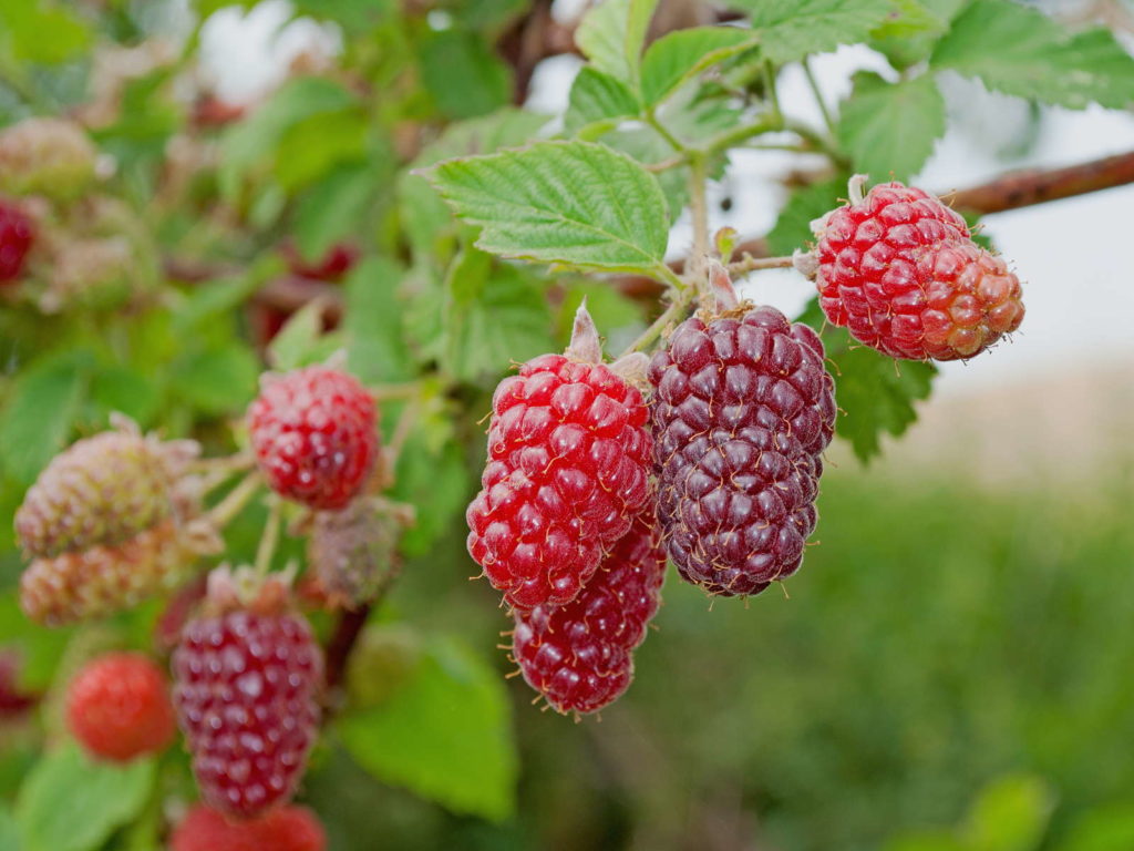 Tayberry Strauch reife Früchte Garten