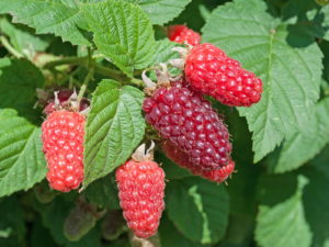 Taybeeren