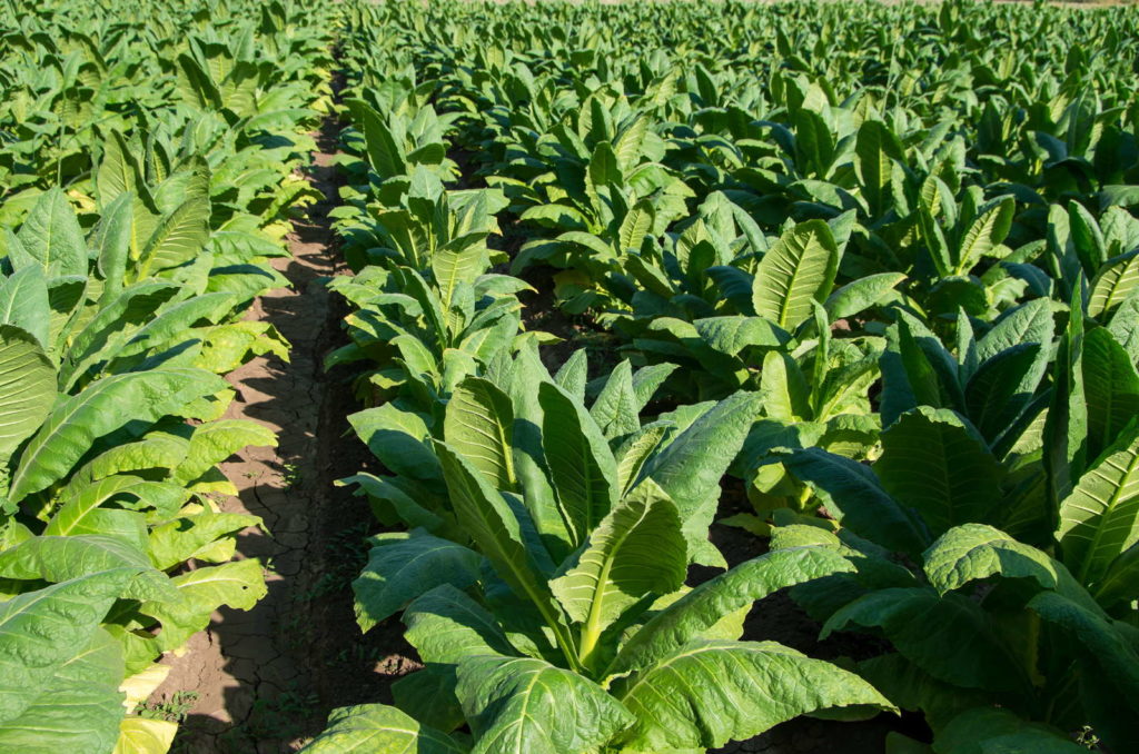 Virginischer Tabak Plantage