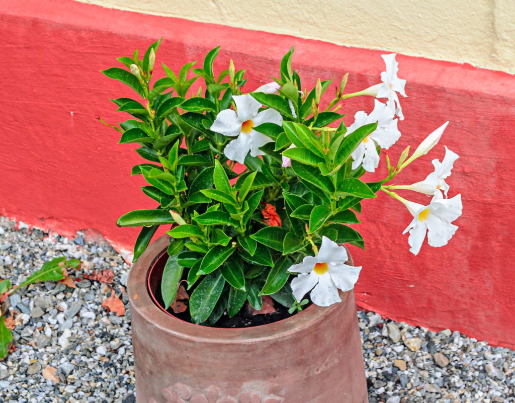 Ziertabak im Topf mit weißen Blüten