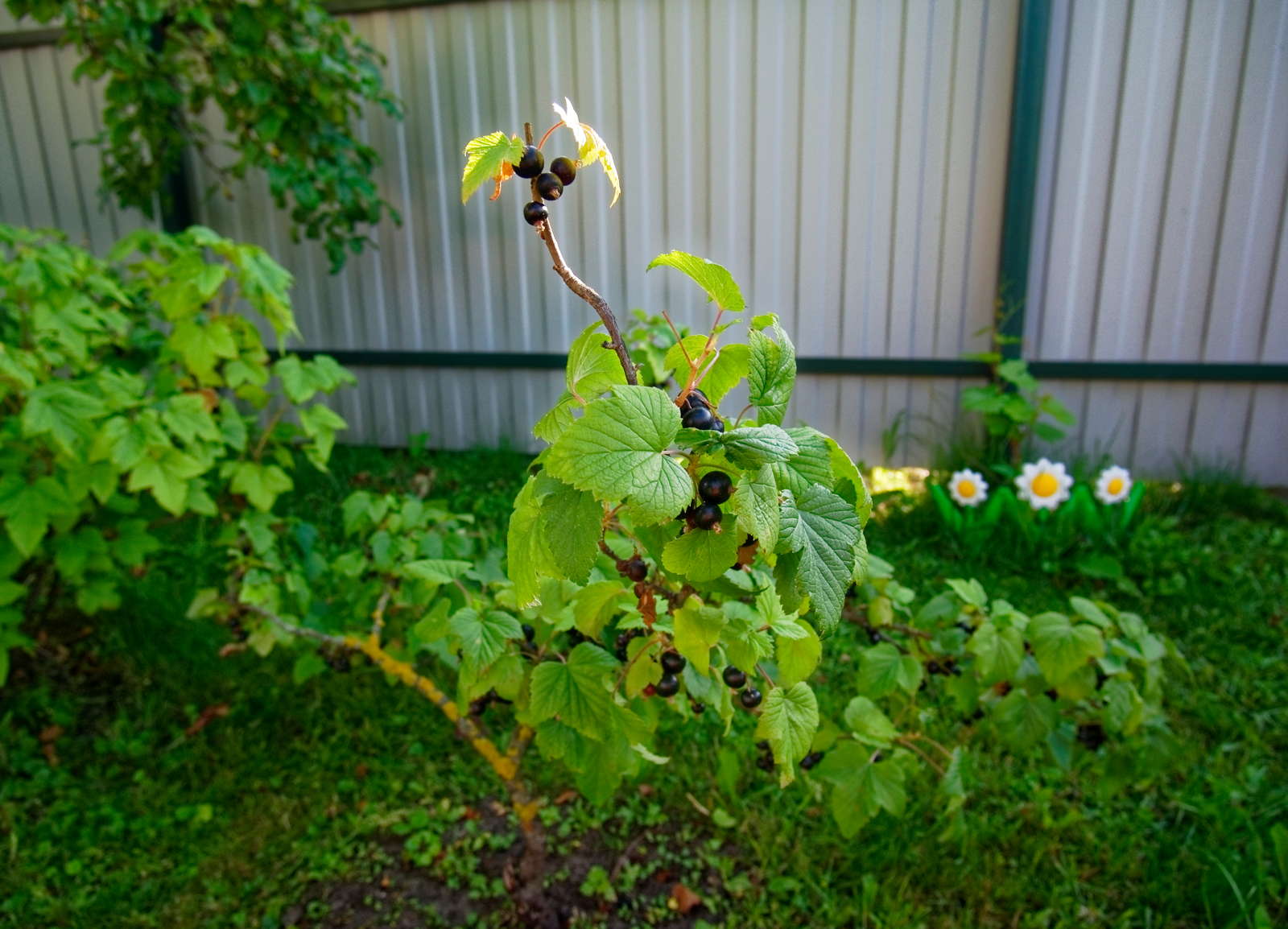 Johannisbeeren vermehren Stecklinge & Co. Plantura