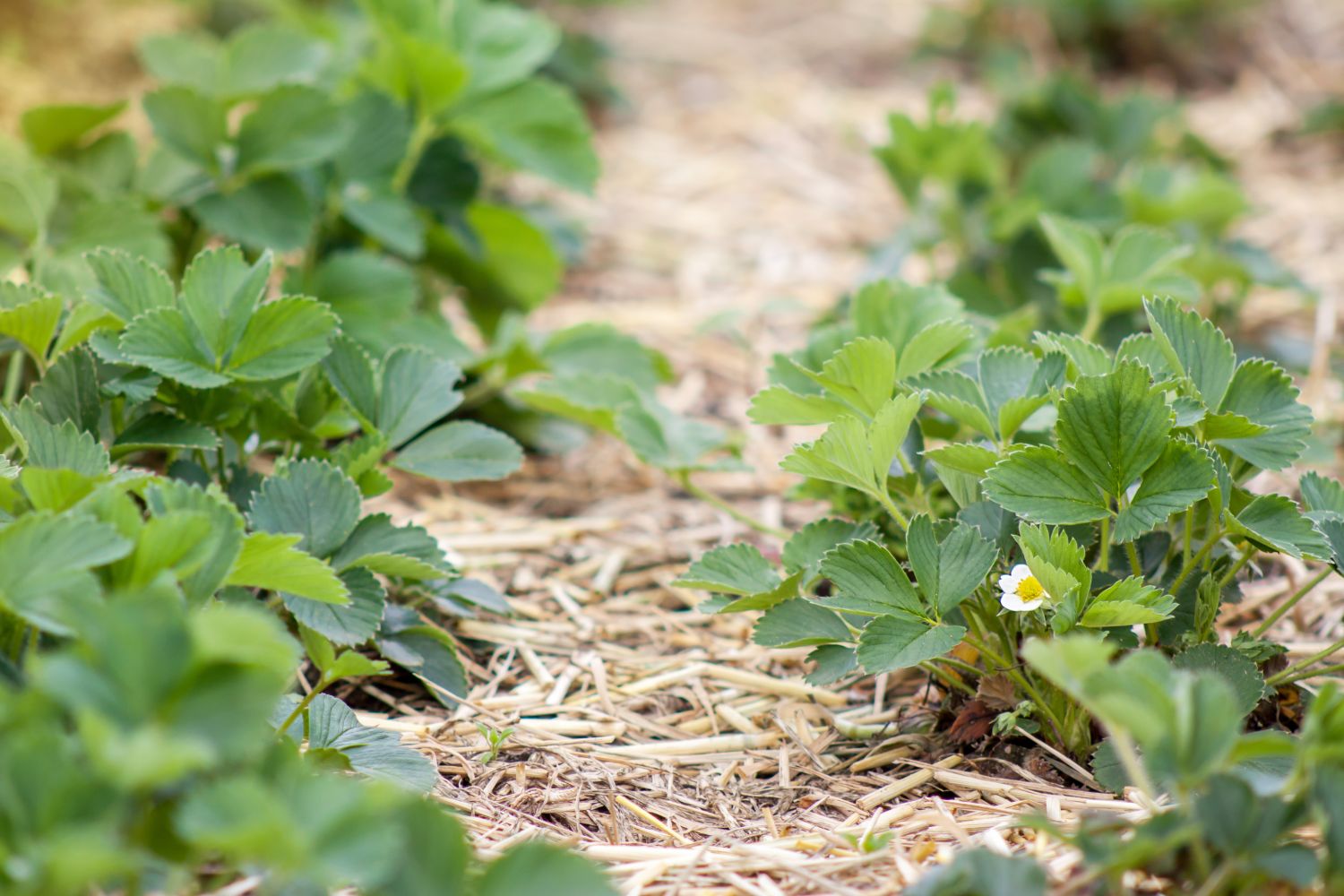 Erdbeeren pflanzen Wann, wo & gute Nachbarn Plantura