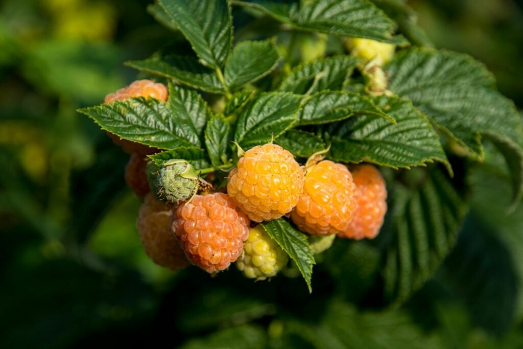 Gelbe Himbeeren