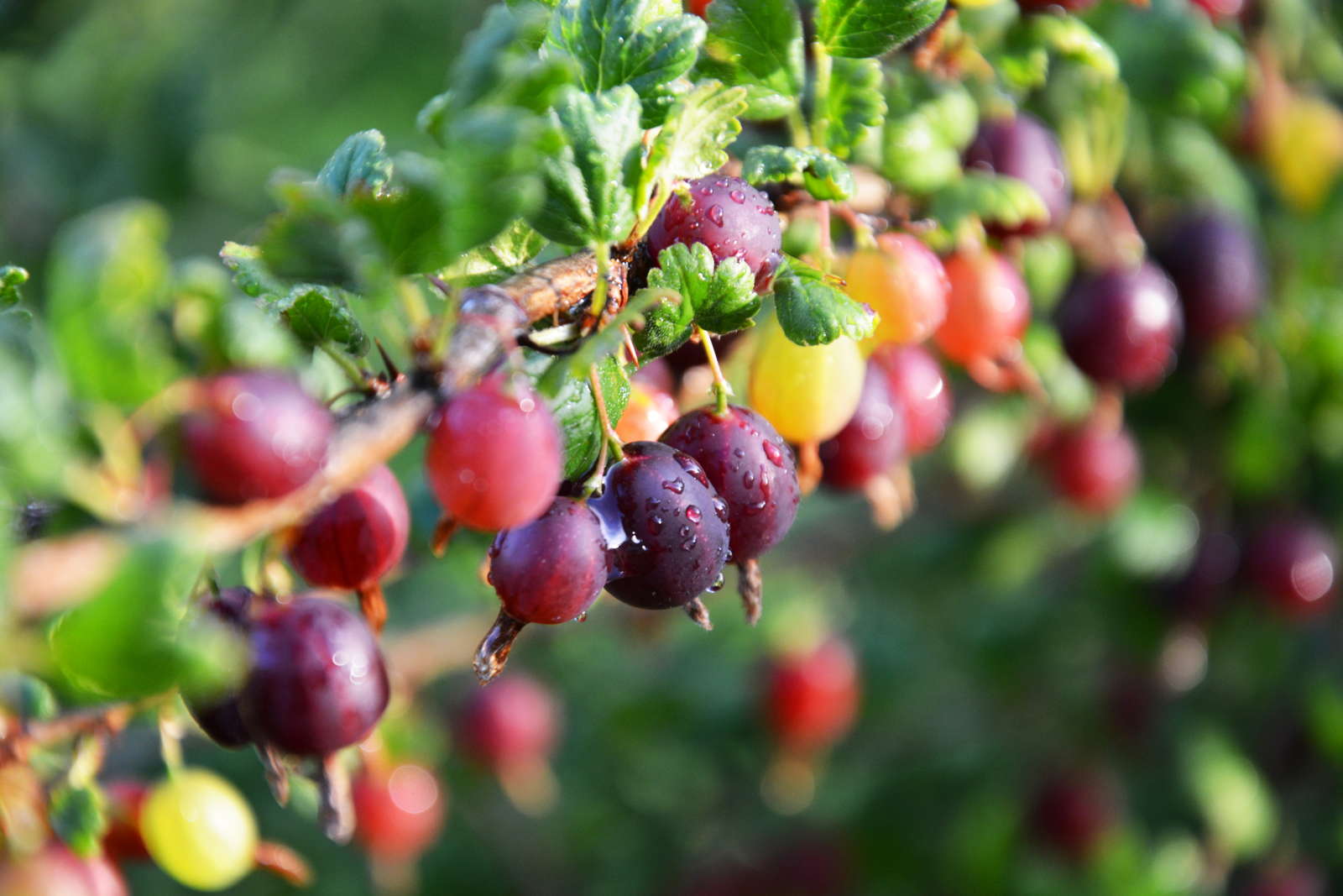 Stachelbeersorten Die 15 Besten Sorten Fur Ihren Garten