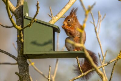 Eichhörnchen-Futterhaus selber bauen: Anleitung & Tipps