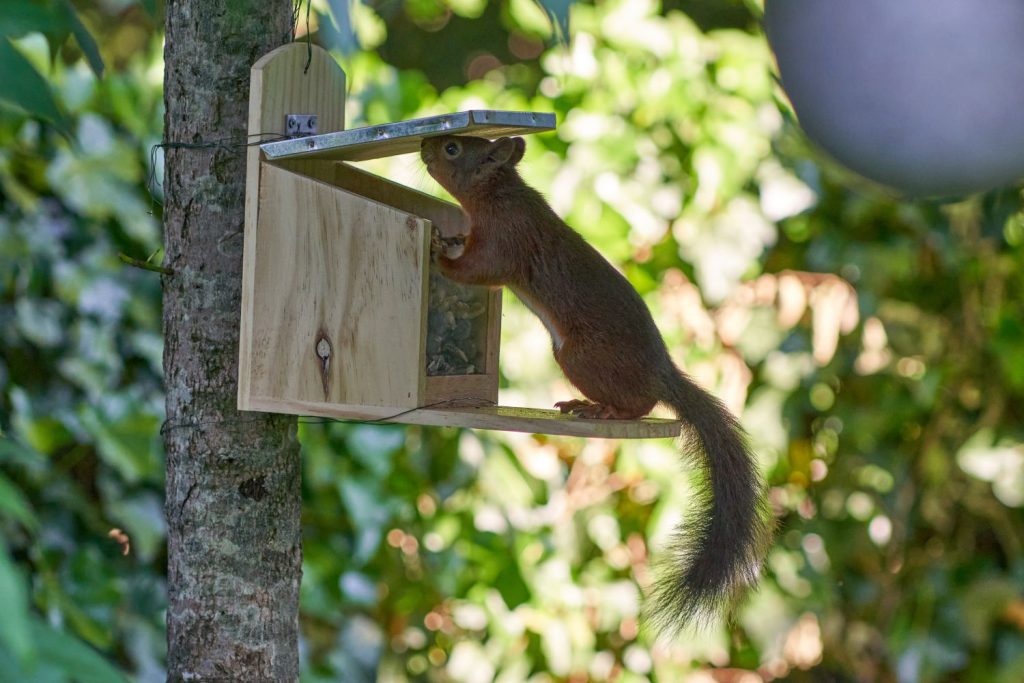 Eichhörnchen frisst vom Futterhaus