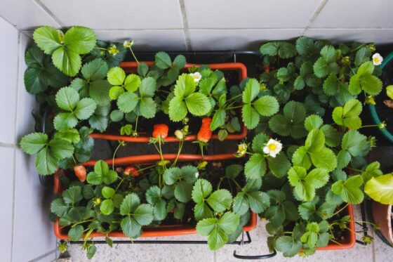 Erdbeeren auf dem Balkon: Anleitung für das Pflanzen in Topf & Paletten
